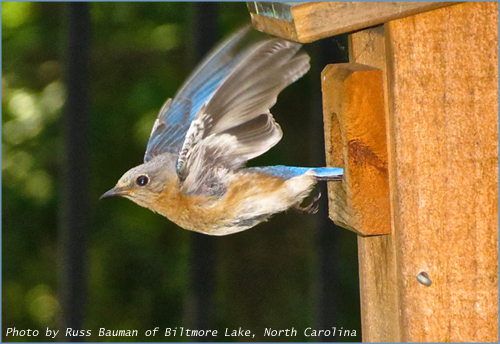 Photo of Bluebird-Flying