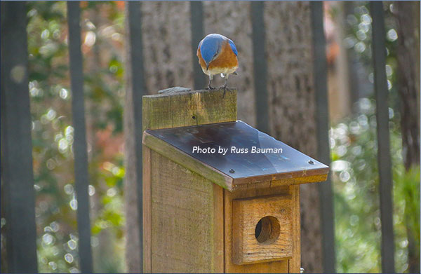 bluebird-on-nestbox